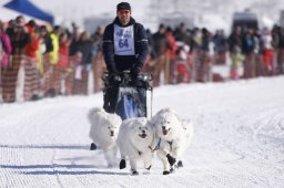 Lenk 2013